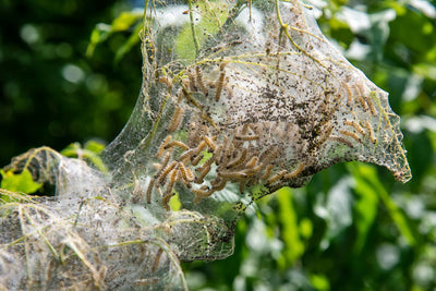 What IS that? What You Need to Know about Webworms