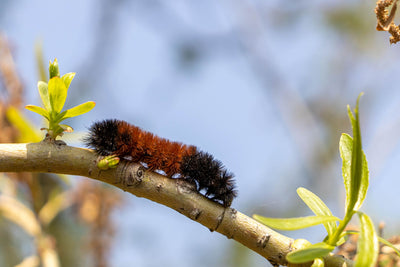 Woolly Bear Caterpillars: Good for the Garden?