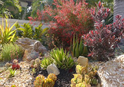 A Word to the Water-Wise: Xeriscaping