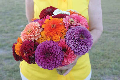 Zinnias: A Family Favorite in the Garden and Home