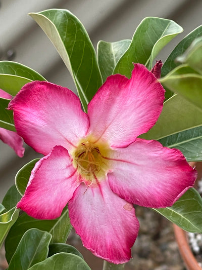 Tips for Growing Adeniums: A Guide to Thriving Desert Roses