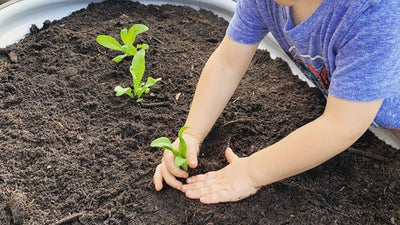 Best Crops to Grow with Kids