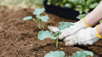 Time Saving Tips for Vegetable Gardeners