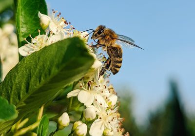 Bees Versus Wasps: Garden Friends or Foes?