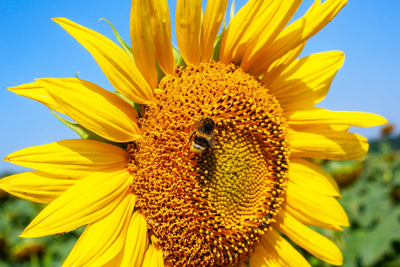 Preparing Your Garden for Beneficial Pollinators