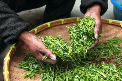 Spill the Tea: Fertilize Your Garden With Kitchen Ingredients