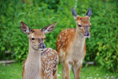 Oh Deer: How to Keep Wildlife Out of the Garden