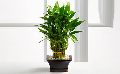 National Indoor Plant Week