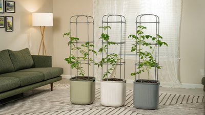 Vego Garden Unveils Revolutionary Self-Watering Rolling Tomato Planter Just in Time for Spring