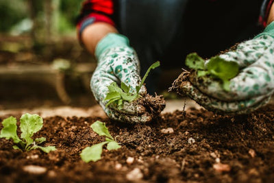 7 Things You Need to Know Before Buying or Building a Greenhouse