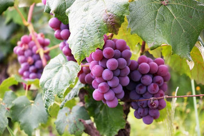 Growing Grapes in a Greenhouse  Vineyard in your Garden