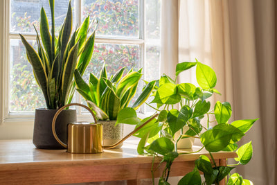 Indoor Pest Control: Natural Remedies to Keep Common Houseplant Pests at Bay