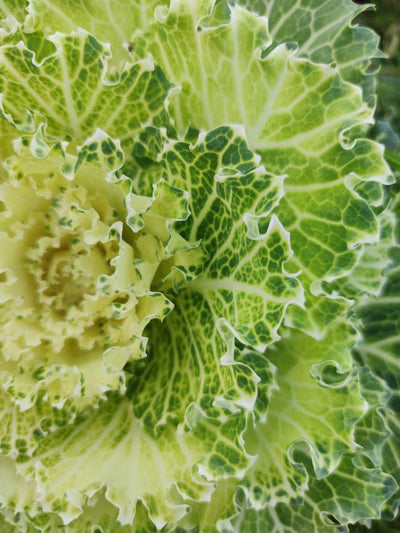 How to Grow Lettuce in Your Garden All Year Round