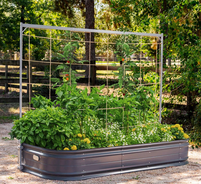 The Benefits of Growing with Trellises