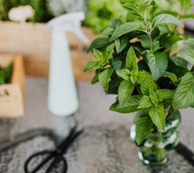 7 Things to Know Before Planting Mint in Garden Beds