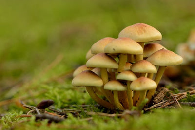 7 Easiest Mushrooms to Grow in Garden Beds