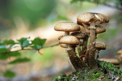Fungal Frontier: Cultivating Mushrooms in Your Own Garden Beds