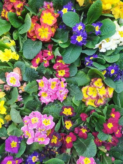 Top 6 Flowers to Plant and Harvest in Spring for a Blooming Garden