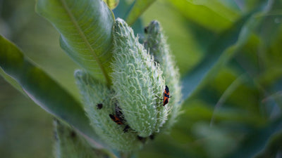 Natural Pest Repellents for your Garden