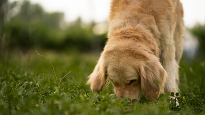 Non-Toxic Plants Recommended for Pet Owners