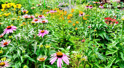 The Importance of Pollinator-Friendly Plants in Your Garden