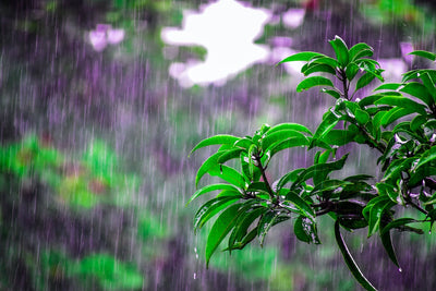 Tips and Steps to Prepare Your Garden for Heavy Rains