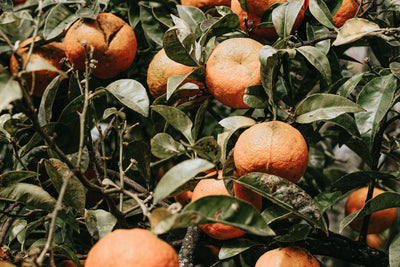 Zest for Living: Tips for Growing Oranges