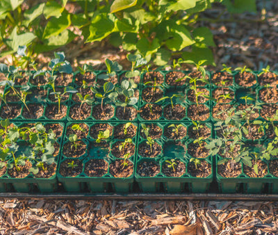 12 Essential Tools Checklist for Fall Garden Cleanup and Yard Prep