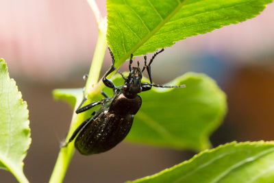 Beneficial Beetles