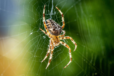 Beneficial Insect: Spiders