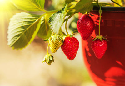 Growing Strawberries in Pots & Planters