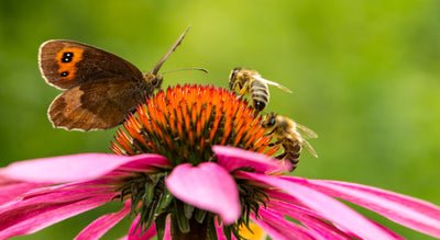 Encouraging Bees and Butterflies to Visit Your Garden