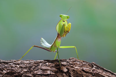 Beneficial Insects: The Praying Mantis