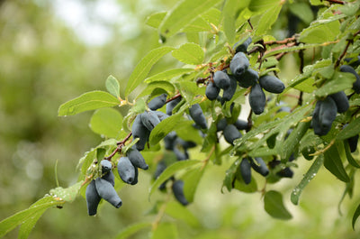 Unusual Berries to Grow in the Garden