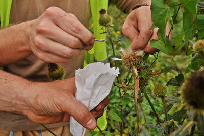 Seed Saving at the End of the Season