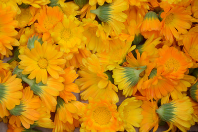 Plant Profile - Calendula