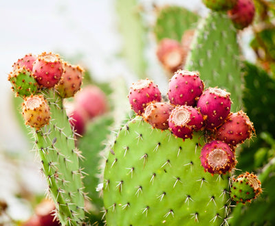 The Prickly Palate: Edible Cacti from the Garden