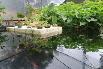 Aquaponics - Integrating Fish Farming and Plant Cultivation