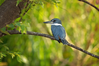 Wildlife Haven: Creating an Enchanting Habitat for Birds and Wildlife