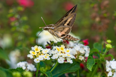 Protecting Pollinators: Don't Make These 6 Mistakes
