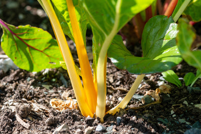 Vegetables To Plant in Late Summer