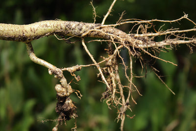 Cultivating Balance: Understanding the Role of Nematodes in Your Garden