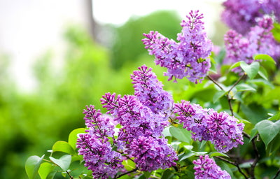 Top Plants for Spring Gardening Success