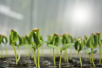 Tomato Seed Starting - Start your Seeds for Fall