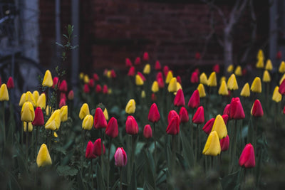 Early Spring Perennial Flowers