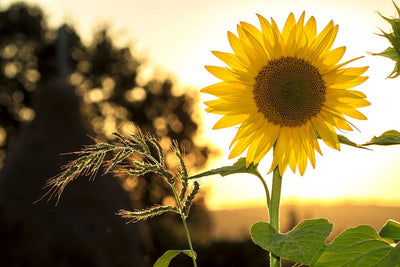 Harness the Sunniness of Sunflowers