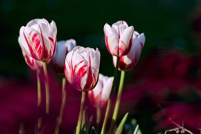 Tulips in the Spring Garden: Everything You Need to Know