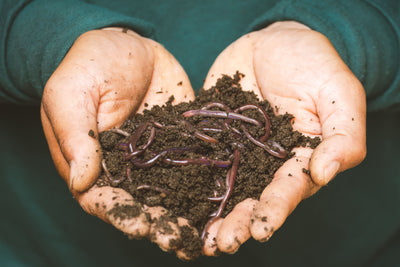 World of Worms: Why You Want Them in Your Garden