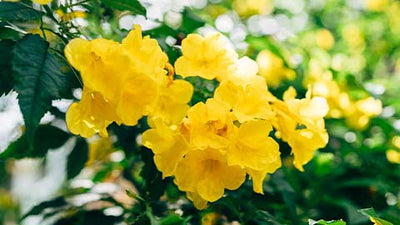 13 Best Climbing Flowers To Grow On Trellises