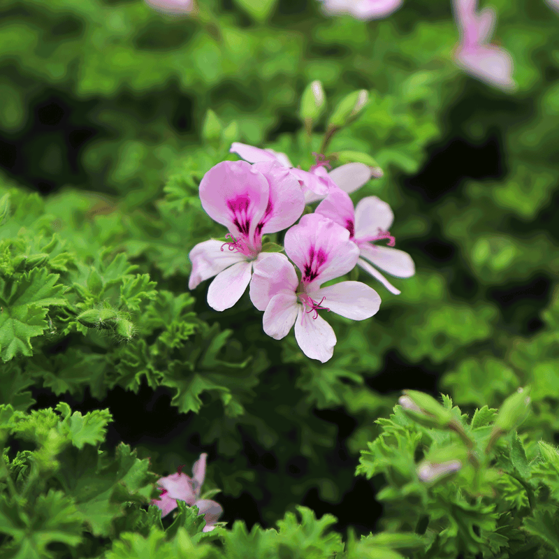 Citronella Bush